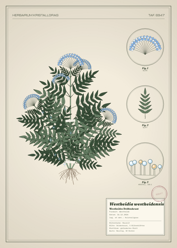 Botanische Tafel: Westheidia westheidensis, eine erfundene Pflanze aus Westheide, gezeichnet wie in einem alten Pflanzenatlas