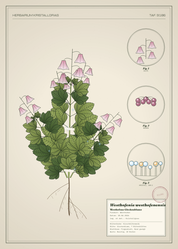 Botanische Tafel: Westhofenia westhofenensis, eine erfundene Pflanze aus Westhofen, gezeichnet wie in einem alten Pflanzenatlas