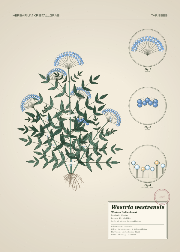 Botanische Tafel: Westria westrensis, eine erfundene Pflanze aus Westre, gezeichnet wie in einem alten Pflanzenatlas