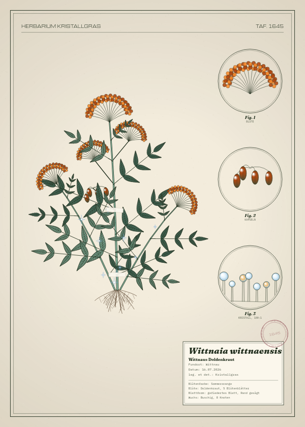 Botanische Tafel: Wittnaia wittnaensis, eine erfundene Pflanze aus Wittnau, gezeichnet wie in einem alten Pflanzenatlas