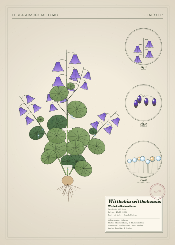 Botanische Tafel: Wittbekia wittbekensis, eine erfundene Pflanze aus Wittbek, gezeichnet wie in einem alten Pflanzenatlas