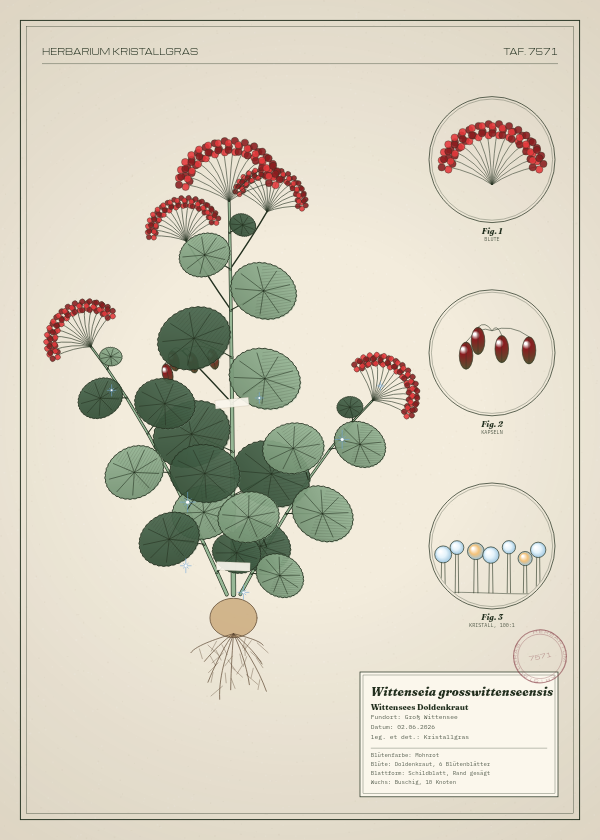 Botanische Tafel: Wittenseia grosswittenseensis, eine erfundene Pflanze aus Groß Wittensee, gezeichnet wie in einem alten Pflanzenatlas