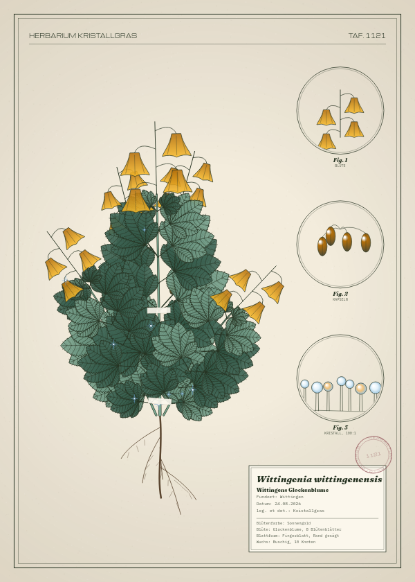 Botanische Tafel: Wittingenia wittingenensis, eine erfundene Pflanze aus Wittingen, gezeichnet wie in einem alten Pflanzenatlas