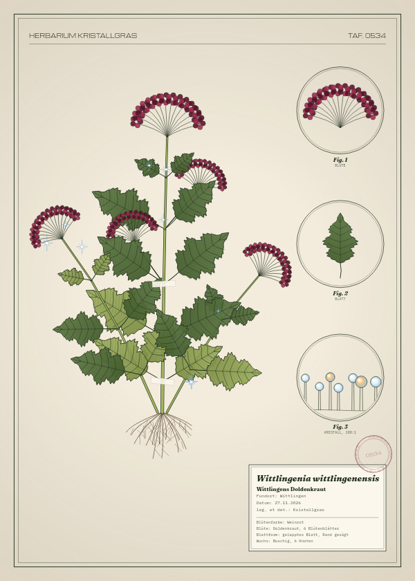 Botanische Tafel: Wittlingenia wittlingenensis, eine erfundene Pflanze aus Wittlingen, gezeichnet wie in einem alten Pflanzenatlas