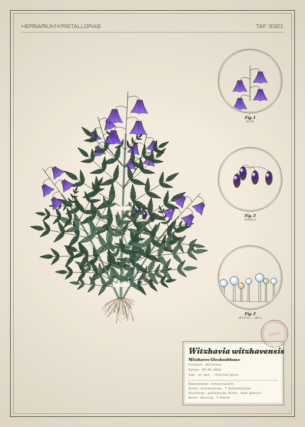 Botanische Tafel: Witzhavia witzhavensis, eine erfundene Pflanze aus Witzhave, gezeichnet wie in einem alten Pflanzenatlas