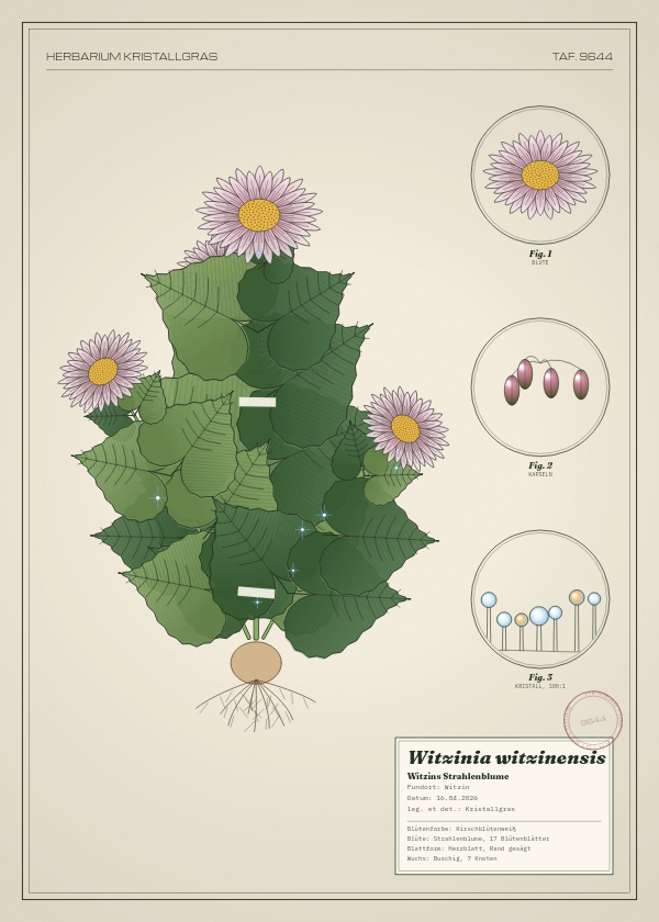 Botanische Tafel: Witzinia witzinensis, eine erfundene Pflanze aus Witzin, gezeichnet wie in einem alten Pflanzenatlas