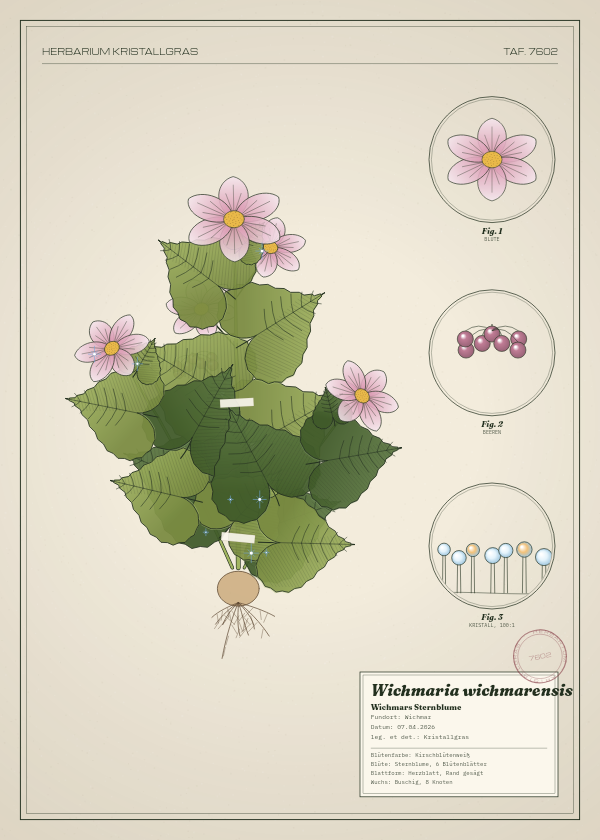 Botanische Tafel: Wichmaria wichmarensis, eine erfundene Pflanze aus Wichmar, gezeichnet wie in einem alten Pflanzenatlas