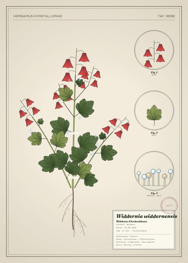 Botanische Tafel: Widdernia widdernensis, eine erfundene Pflanze aus Widdern, gezeichnet wie in einem alten Pflanzenatlas