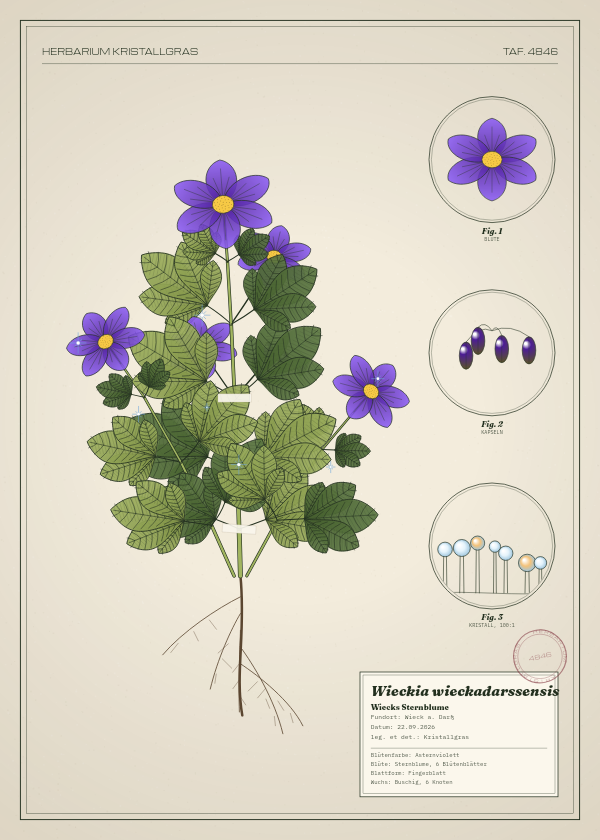 Botanische Tafel: Wieckia wieckadarssensis, eine erfundene Pflanze aus Wieck a. Darß, gezeichnet wie in einem alten Pflanzenatlas