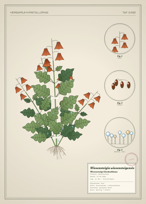 Botanische Tafel: Wiesensteigia wiesensteigensis, eine erfundene Pflanze aus Wiesensteig, gezeichnet wie in einem alten Pflanzenatlas