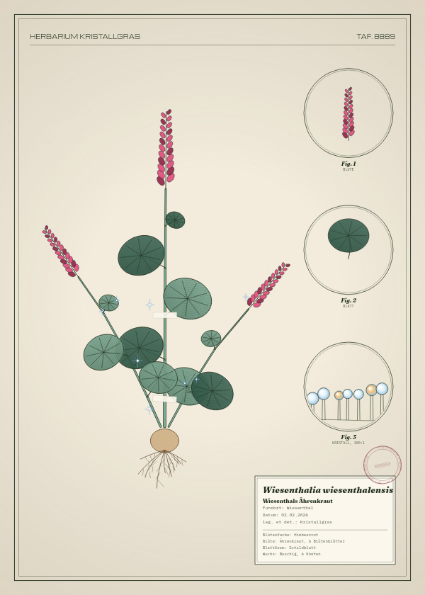 Botanische Tafel: Wiesenthalia wiesenthalensis, eine erfundene Pflanze aus Wiesenthal, gezeichnet wie in einem alten Pflanzenatlas