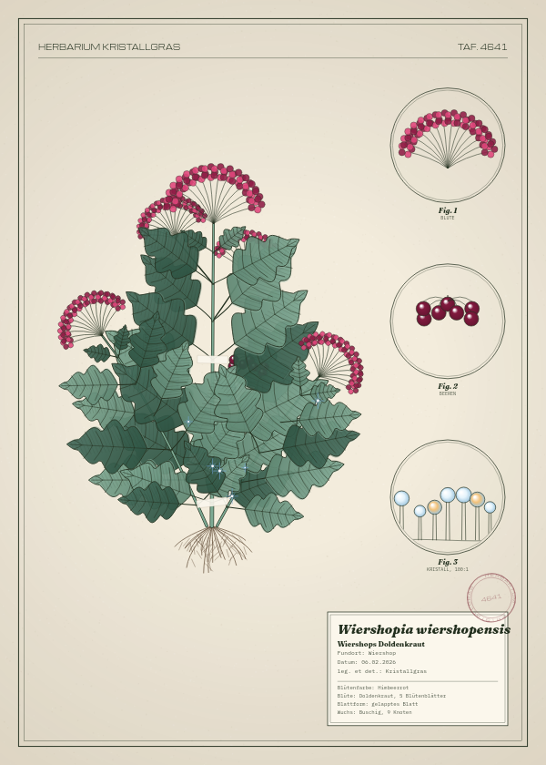 Botanische Tafel: Wiershopia wiershopensis, eine erfundene Pflanze aus Wiershop, gezeichnet wie in einem alten Pflanzenatlas