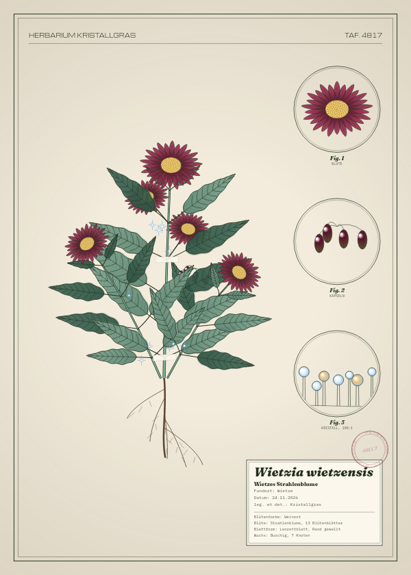 Botanische Tafel: Wietzia wietzensis, eine erfundene Pflanze aus Wietze, gezeichnet wie in einem alten Pflanzenatlas