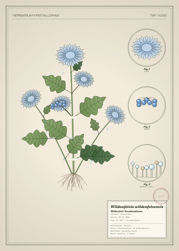 Botanische Tafel: Wildenfelsia wildenfelsensis, eine erfundene Pflanze aus Wildenfels, gezeichnet wie in einem alten Pflanzenatlas