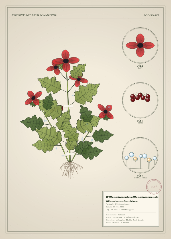 Botanische Tafel: Willenscharenia willenscharenensis, eine erfundene Pflanze aus Willenscharen, gezeichnet wie in einem alten Pflanzenatlas