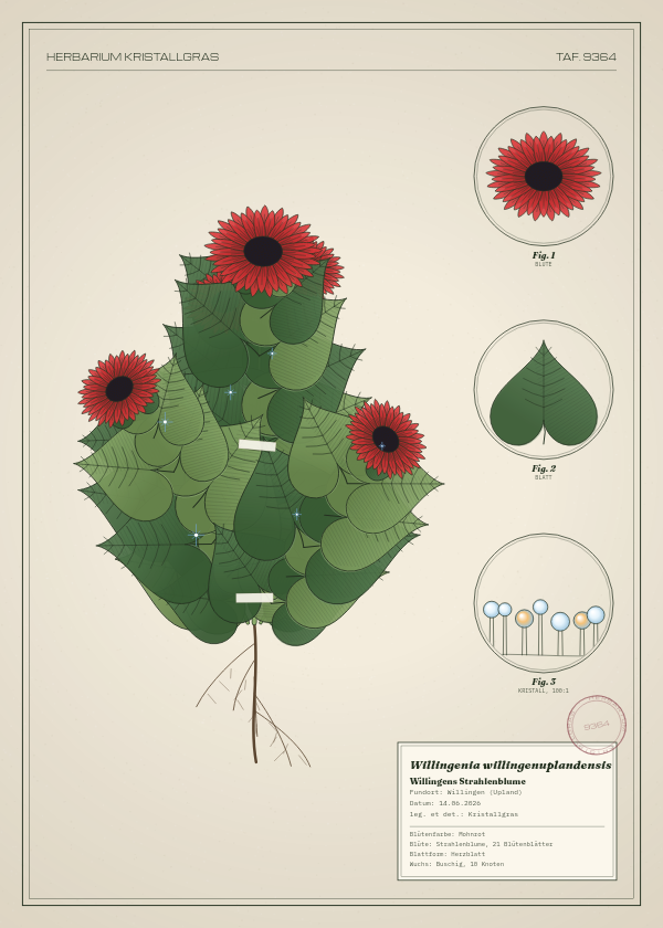 Botanische Tafel: Willingenia willingenuplandensis, eine erfundene Pflanze aus Willingen (Upland), gezeichnet wie in einem alten Pflanzenatlas