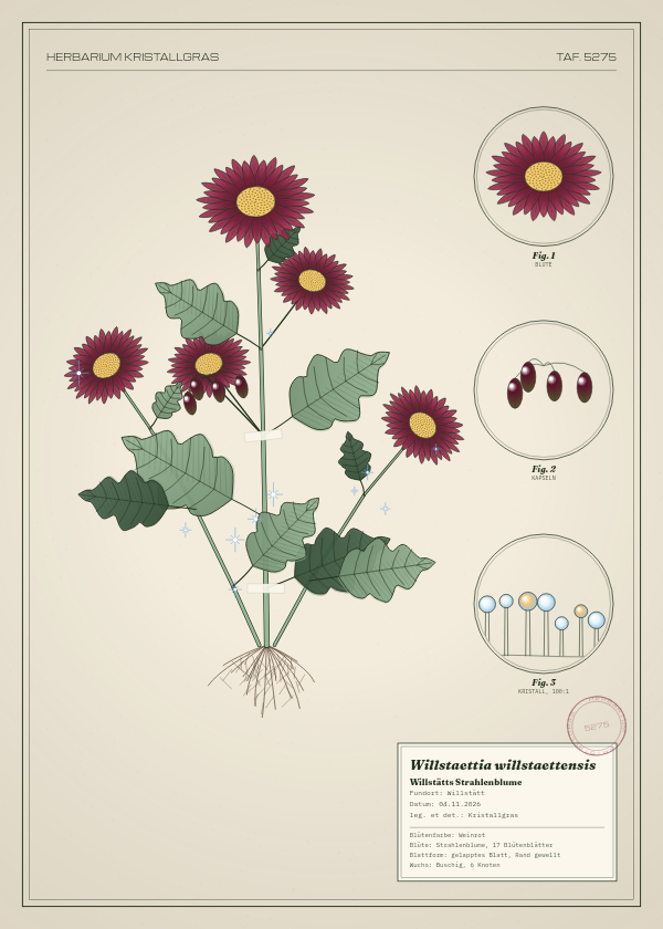 Botanische Tafel: Willstaettia willstaettensis, eine erfundene Pflanze aus Willstätt, gezeichnet wie in einem alten Pflanzenatlas
