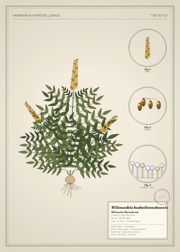 Botanische Tafel: Wilsnackia badwilsnackensis, eine erfundene Pflanze aus Bad Wilsnack, gezeichnet wie in einem alten Pflanzenatlas