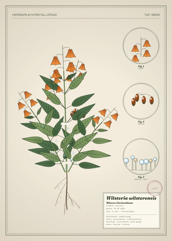 Botanische Tafel: Wilsteria wilsterensis, eine erfundene Pflanze aus Wilster, gezeichnet wie in einem alten Pflanzenatlas