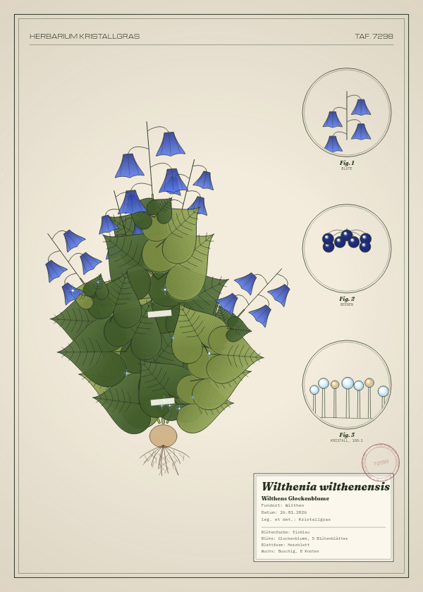 Botanische Tafel: Wilthenia wilthenensis, eine erfundene Pflanze aus Wilthen, gezeichnet wie in einem alten Pflanzenatlas