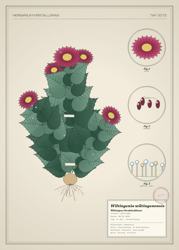 Botanische Tafel: Wiltingenia wiltingenensis, eine erfundene Pflanze aus Wiltingen, gezeichnet wie in einem alten Pflanzenatlas