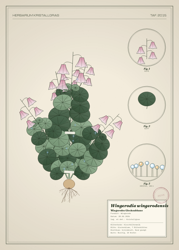 Botanische Tafel: Wingerodia wingerodensis, eine erfundene Pflanze aus Wingerode, gezeichnet wie in einem alten Pflanzenatlas