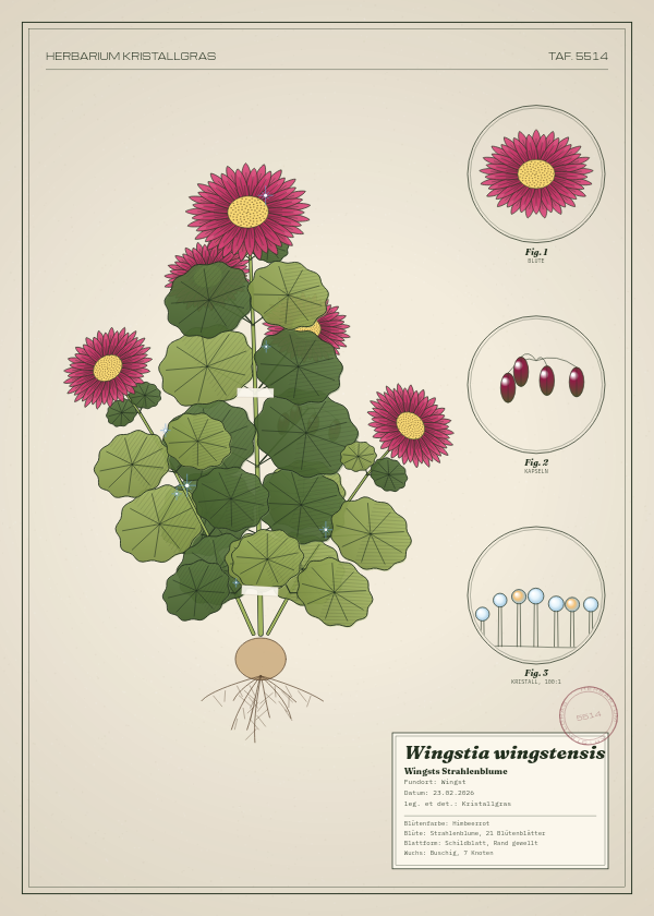 Botanische Tafel: Wingstia wingstensis, eine erfundene Pflanze aus Wingst, gezeichnet wie in einem alten Pflanzenatlas