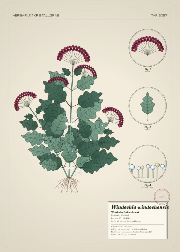Botanische Tafel: Windeckia windeckensis, eine erfundene Pflanze aus Windeck, gezeichnet wie in einem alten Pflanzenatlas