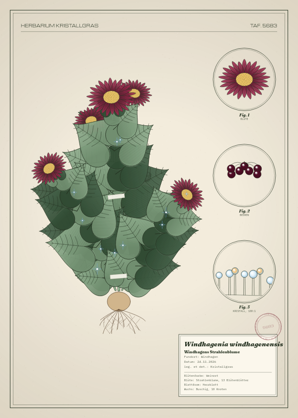 Botanische Tafel: Windhagenia windhagenensis, eine erfundene Pflanze aus Windhagen, gezeichnet wie in einem alten Pflanzenatlas