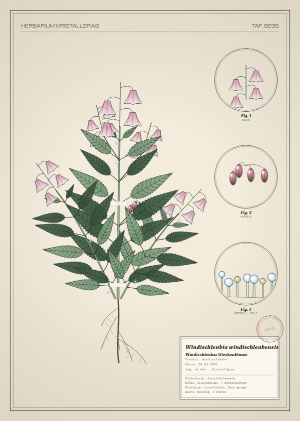 Botanische Tafel: Windischleubia windischleubensis, eine erfundene Pflanze aus Windischleuba, gezeichnet wie in einem alten Pflanzenatlas