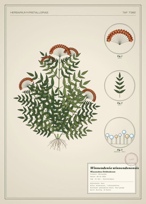 Botanische Tafel: Winnendenia winnendenensis, eine erfundene Pflanze aus Winnenden, gezeichnet wie in einem alten Pflanzenatlas