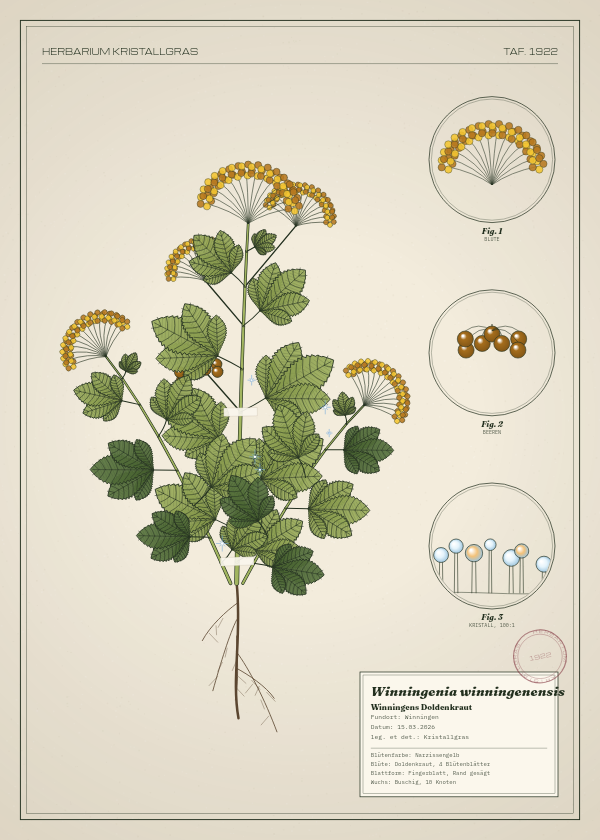Botanische Tafel: Winningenia winningenensis, eine erfundene Pflanze aus Winningen, gezeichnet wie in einem alten Pflanzenatlas