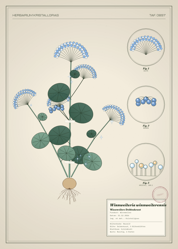 Botanische Tafel: Winnweileria winnweilerensis, eine erfundene Pflanze aus Winnweiler, gezeichnet wie in einem alten Pflanzenatlas