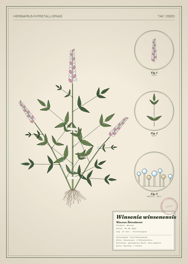 Botanische Tafel: Winsenia winsenensis, eine erfundene Pflanze aus Winsen, gezeichnet wie in einem alten Pflanzenatlas