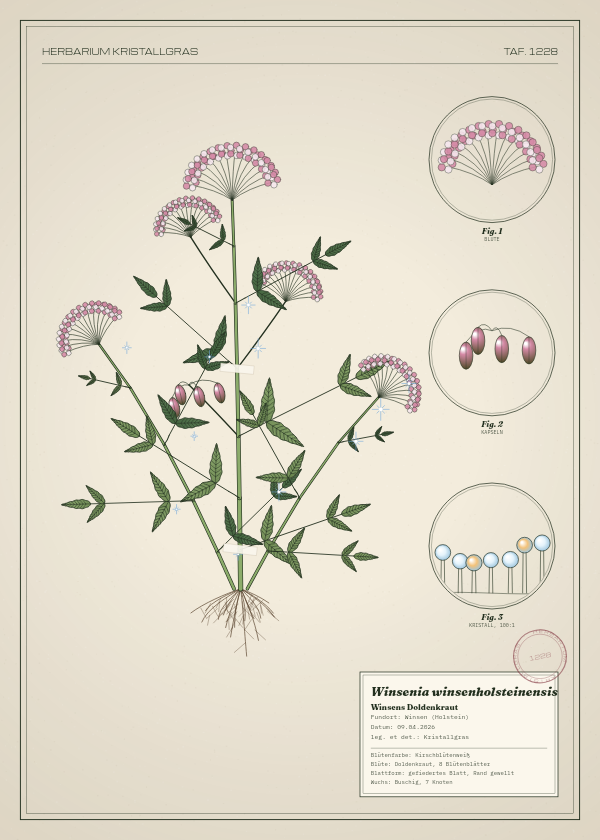 Botanische Tafel: Winsenia winsenholsteinensis, eine erfundene Pflanze aus Winsen (Holstein), gezeichnet wie in einem alten Pflanzenatlas