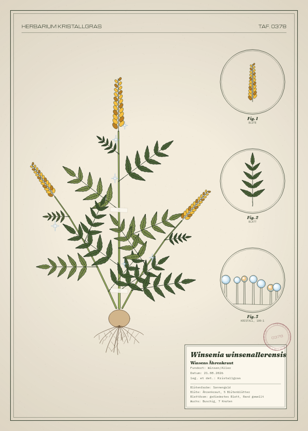 Botanische Tafel: Winsenia winsenallerensis, eine erfundene Pflanze aus Winsen/Aller, gezeichnet wie in einem alten Pflanzenatlas