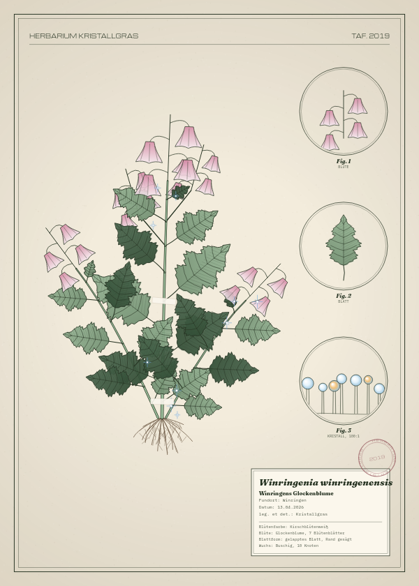 Botanische Tafel: Winringenia winringenensis, eine erfundene Pflanze aus Winringen, gezeichnet wie in einem alten Pflanzenatlas