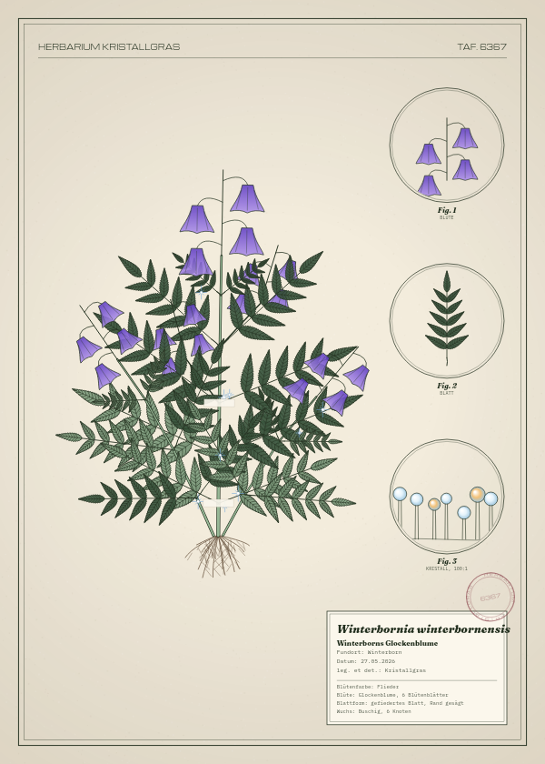 Botanische Tafel: Winterbornia winterbornensis, eine erfundene Pflanze aus Winterborn, gezeichnet wie in einem alten Pflanzenatlas