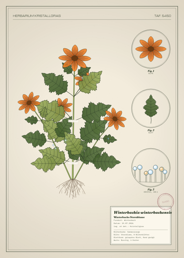 Botanische Tafel: Winterbachia winterbachensis, eine erfundene Pflanze aus Winterbach, gezeichnet wie in einem alten Pflanzenatlas