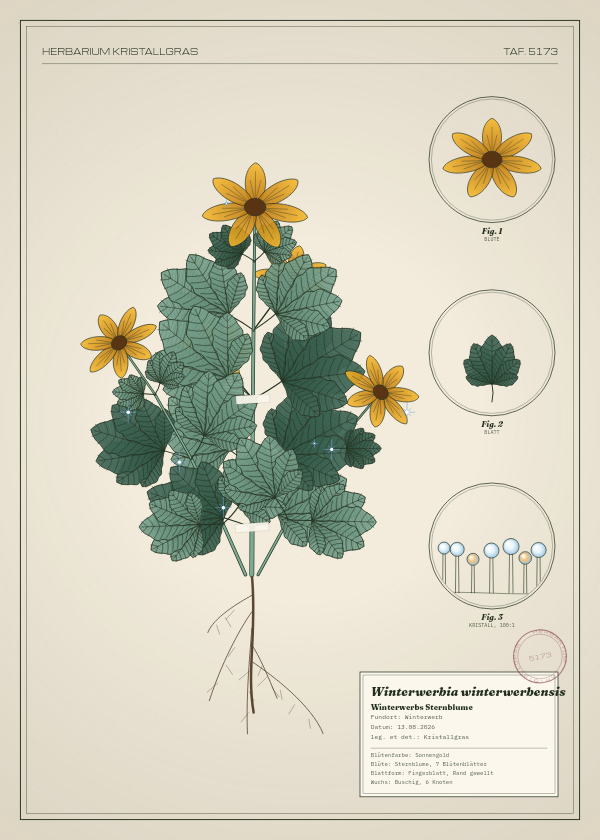 Botanische Tafel: Winterwerbia winterwerbensis, eine erfundene Pflanze aus Winterwerb, gezeichnet wie in einem alten Pflanzenatlas