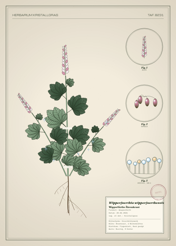 Botanische Tafel: Wipperfuerthia wipperfuerthensis, eine erfundene Pflanze aus Wipperfürth, gezeichnet wie in einem alten Pflanzenatlas