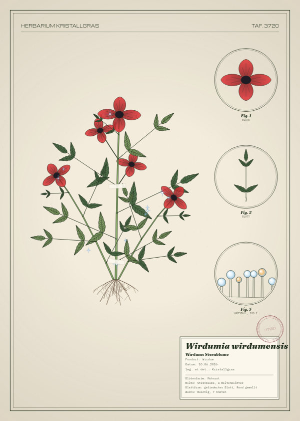 Botanische Tafel: Wirdumia wirdumensis, eine erfundene Pflanze aus Wirdum, gezeichnet wie in einem alten Pflanzenatlas