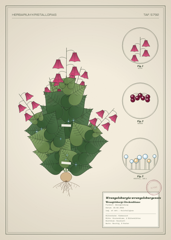 Botanische Tafel: Wrangelsburgia wrangelsburgensis, eine erfundene Pflanze aus Wrangelsburg, gezeichnet wie in einem alten Pflanzenatlas