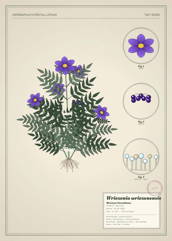 Botanische Tafel: Wriezenia wriezenensis, eine erfundene Pflanze aus Wriezen, gezeichnet wie in einem alten Pflanzenatlas