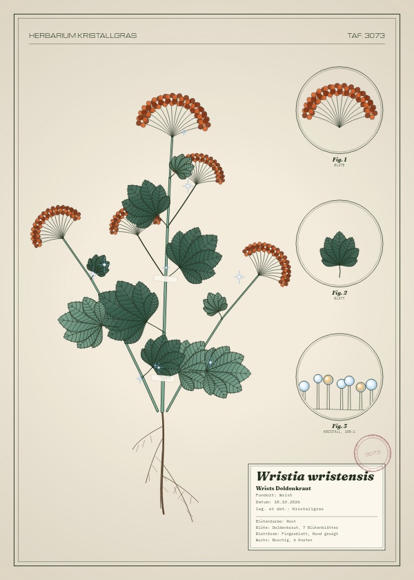 Botanische Tafel: Wristia wristensis, eine erfundene Pflanze aus Wrist, gezeichnet wie in einem alten Pflanzenatlas