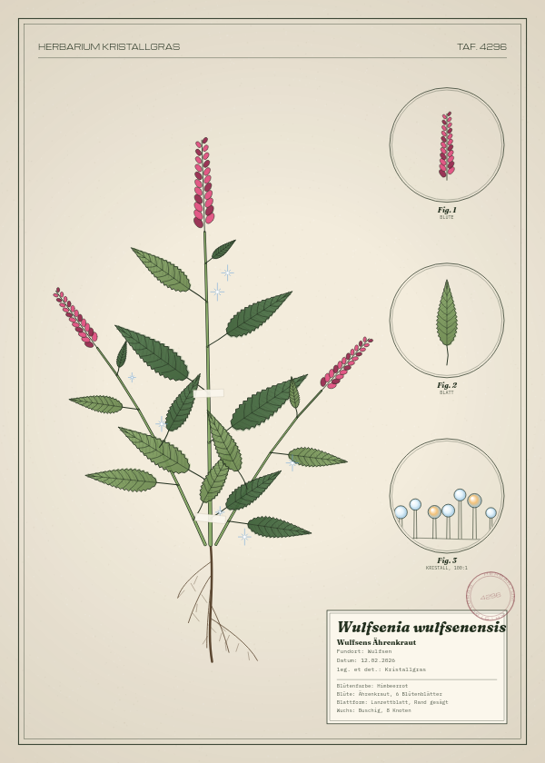 Botanische Tafel: Wulfsenia wulfsenensis, eine erfundene Pflanze aus Wulfsen, gezeichnet wie in einem alten Pflanzenatlas