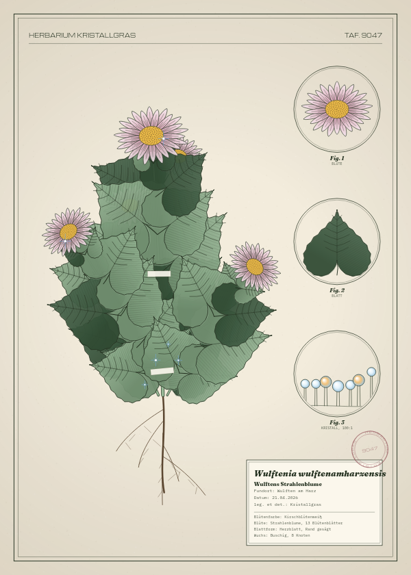 Botanische Tafel: Wulftenia wulftenamharzensis, eine erfundene Pflanze aus Wulften am Harz, gezeichnet wie in einem alten Pflanzenatlas