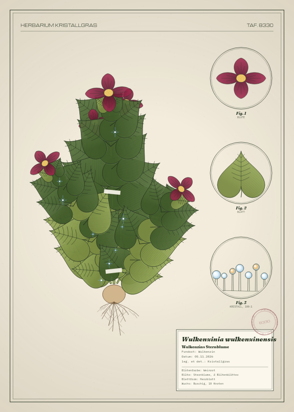 Botanische Tafel: Wulkenzinia wulkenzinensis, eine erfundene Pflanze aus Wulkenzin, gezeichnet wie in einem alten Pflanzenatlas