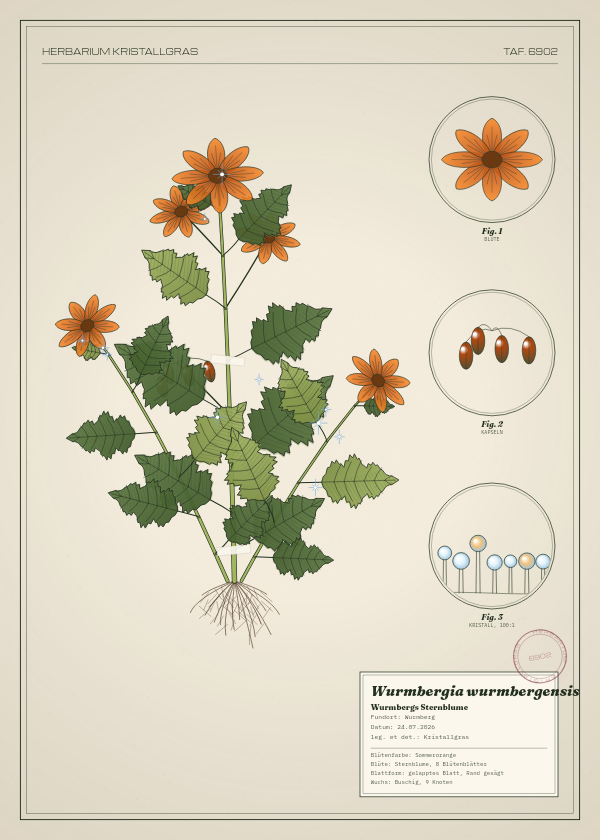 Botanische Tafel: Wurmbergia wurmbergensis, eine erfundene Pflanze aus Wurmberg, gezeichnet wie in einem alten Pflanzenatlas