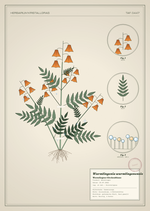 Botanische Tafel: Wurmlingenia wurmlingenensis, eine erfundene Pflanze aus Wurmlingen, gezeichnet wie in einem alten Pflanzenatlas